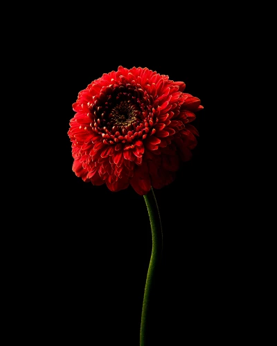 Ces Fleurs Factices Singeant les Véritables Fleurs