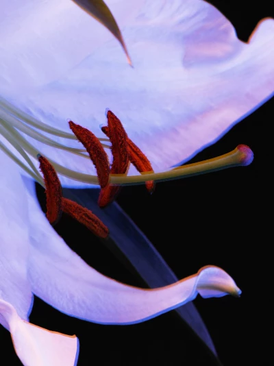 Someone Dressed in My Skin