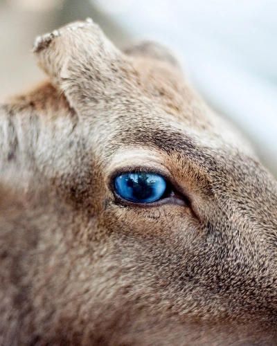 Someone Dressed in My Skin