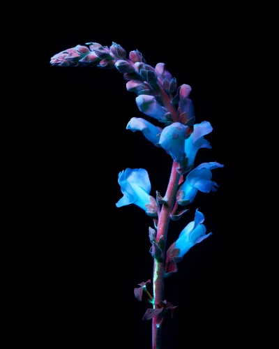 Someone Dressed in My Skin