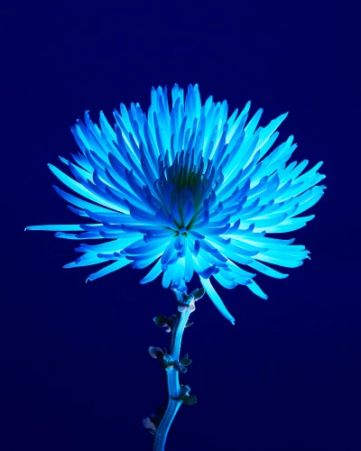 Someone Dressed in My Skin