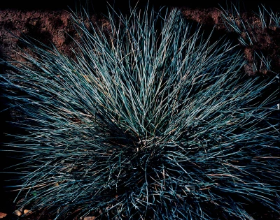 Someone Dressed in My Skin