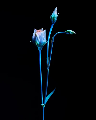 Someone Dressed in My Skin